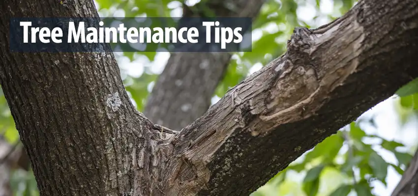 Tree Maintenance Tips to Protect Your Roof During Fall Storms